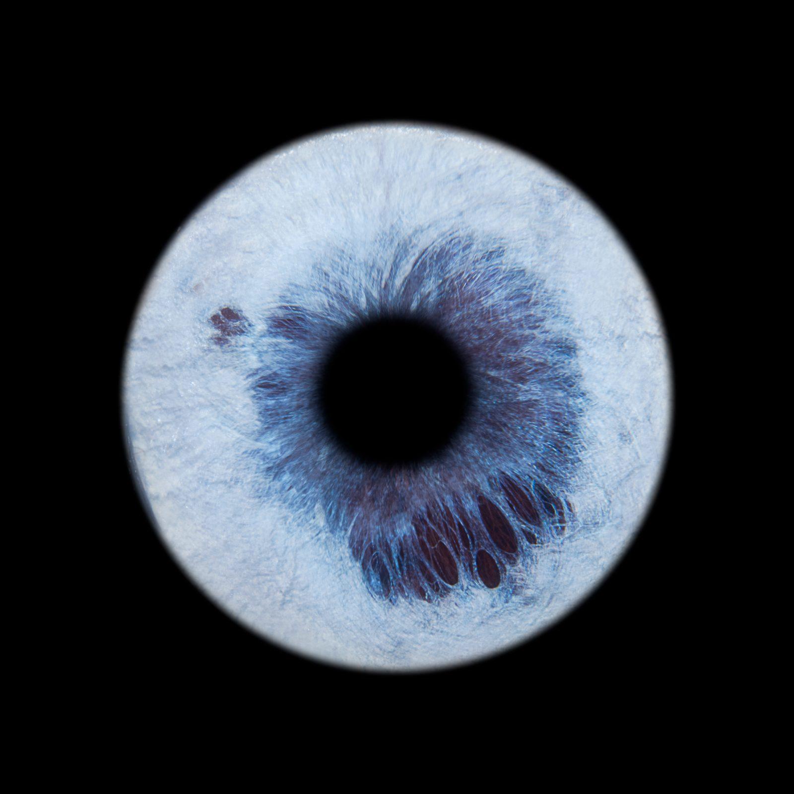Iris d'animal