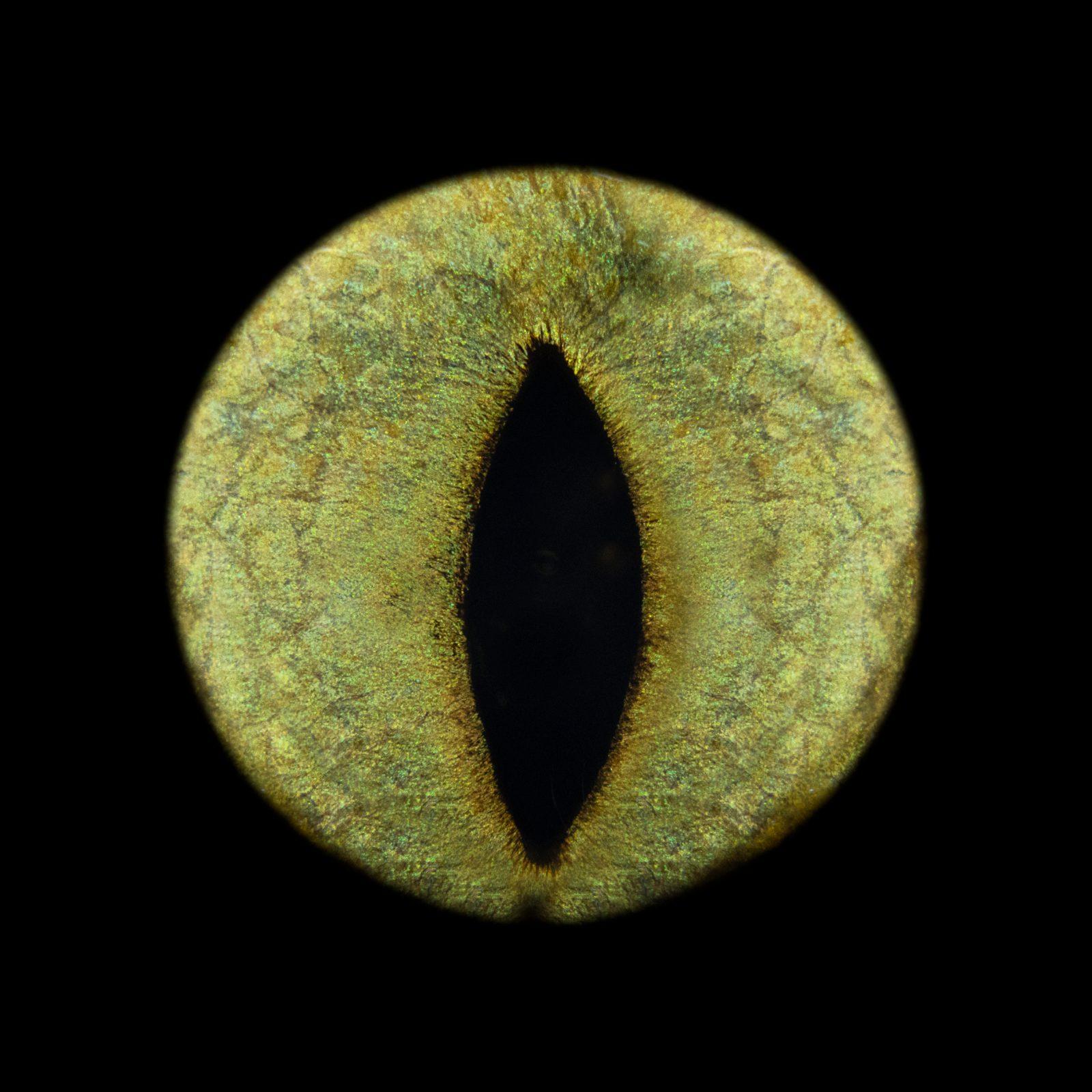 Iris d'animal