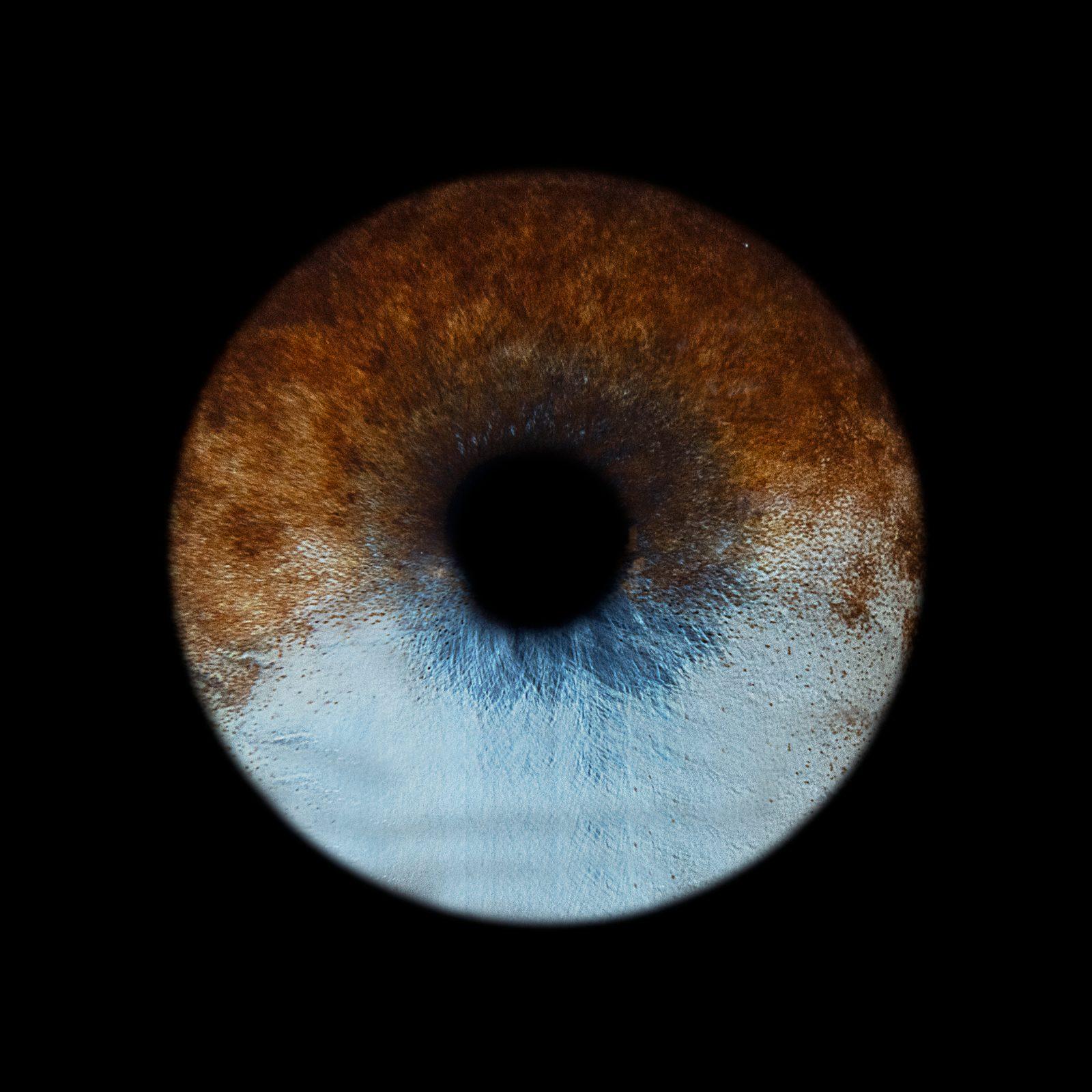 Iris d'animal